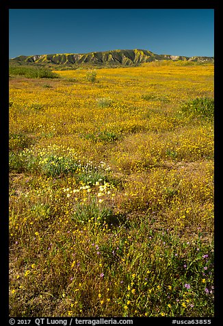Wildflowers and Caliente Range. Carrizo Plain National Monument, California, USA