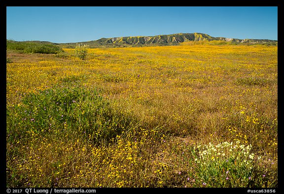 Wildflower carpet at the base of Caliente Range. Carrizo Plain National Monument, California, USA (color)