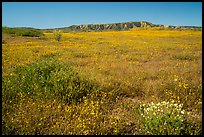 Wildflower carpet at the base of Caliente Range. Carrizo Plain National Monument, California, USA ( color)