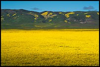 Wildflowers form solid yellow carpet below Caliente Range hills. Carrizo Plain National Monument, California, USA ( color)