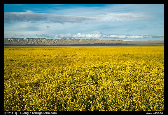 Solid carpet of yellow wildflowers and Temblor Range. Carrizo Plain National Monument, California, USA
