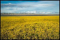 Solid carpet of yellow wildflowers and Temblor Range. Carrizo Plain National Monument, California, USA ( color)