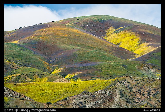 Hill with multicolored flower patches. Carrizo Plain National Monument, California, USA (color)
