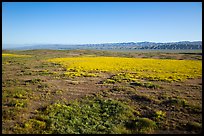 Aerial view of Carrizo Plain in springtime. Carrizo Plain National Monument, California, USA ( color)