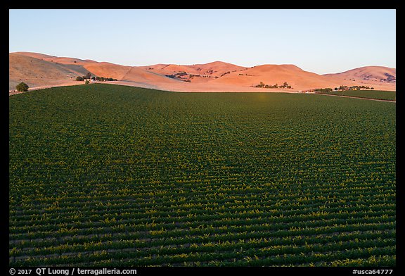 Aerial view of vineyards and hills at sunset. Livermore, California, USA