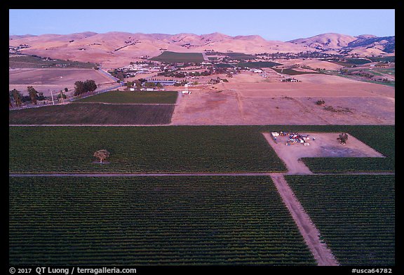 Aerial view of vineyards and hills at dusk. Livermore, California, USA