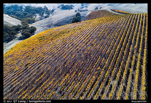 Aerial view of hillside rows of vines in autumn. Livermore, California, USA
