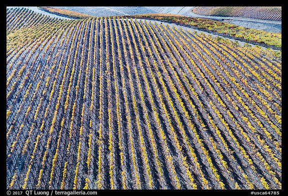 Aerial view of rows of vines on hill in autumn. Livermore, California, USA (color)