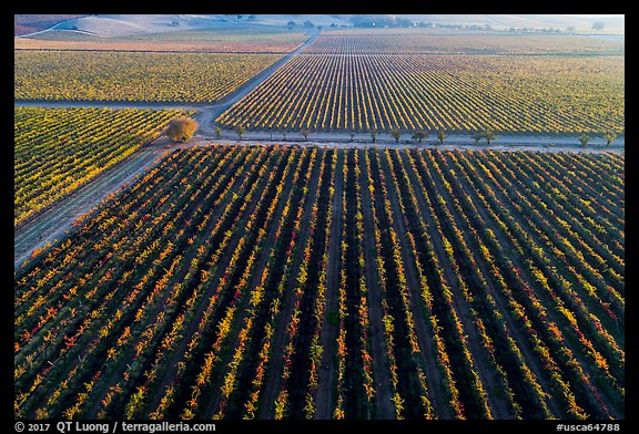 Aerial view of vineyards in autumn. Livermore, California, USA