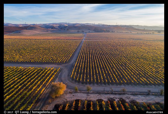 Aerial view of rows of vines and paths. Livermore, California, USA (color)