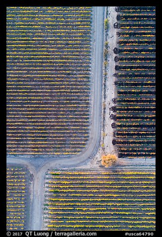 Aerial view of vineyards, tree and paths looking straight down. Livermore, California, USA (color)