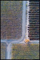 Aerial view of vineyards, tree and paths looking straight down. Livermore, California, USA ( color)