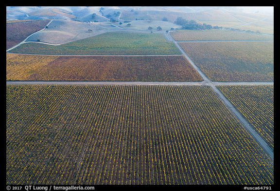 Aerial view of multicolored vineyards in autumn. Livermore, California, USA