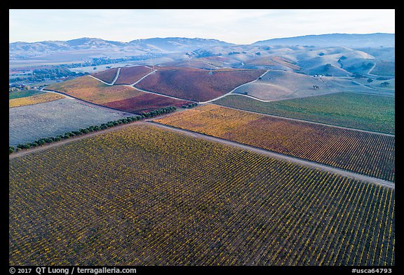Aerial view of multicolored vineyards and hills in the fall. Livermore, California, USA (color)