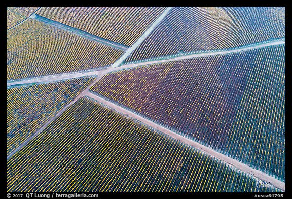 Aerial view of rows of vines and paths in autumn. Livermore, California, USA