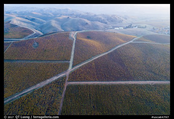 Aerial view of autumn vineyards with hazy hills. Livermore, California, USA