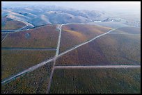 Aerial view of autumn vineyards with hazy hills. Livermore, California, USA ( color)