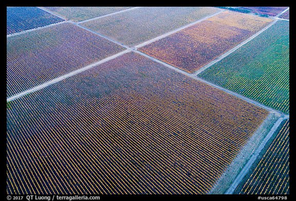 Aerial view of multicolored patches of vineyards in autumn. Livermore, California, USA (color)
