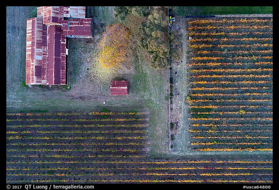 Aerial view of rusted barn and rows of vines looking straight down. Livermore, California, USA (color)