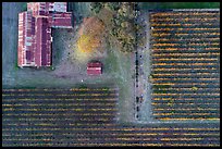 Aerial view of rusted barn and rows of vines looking straight down. Livermore, California, USA ( color)