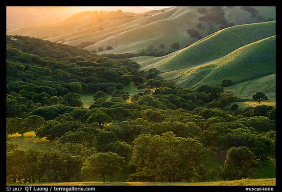 Oaks and hill ridges, spring, Del Valle Regional Park. Livermore, California, USA