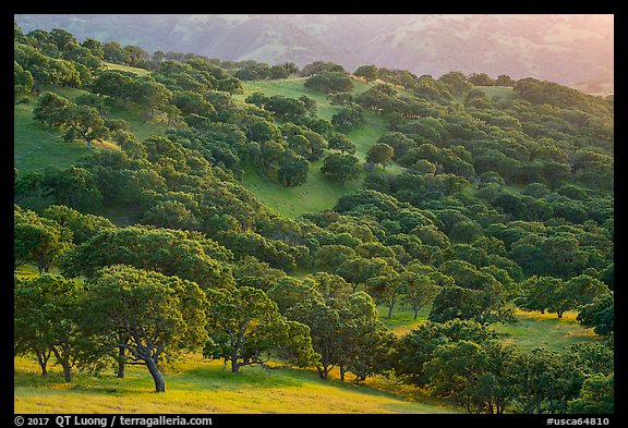 Oak trees in spring on hillside, Del Valle Regional Park. Livermore, California, USA (color)