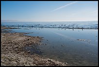 Salton Sea shore near Bombay Beach. California, USA ( color)