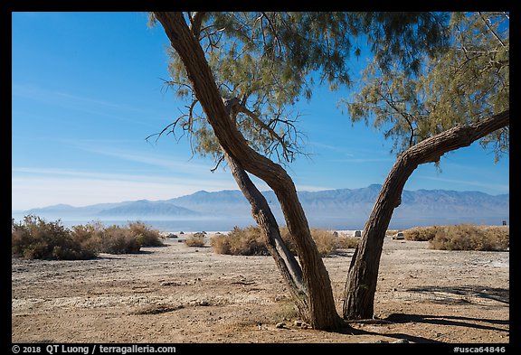 Desert trees and Salton Sea. California, USA (color)