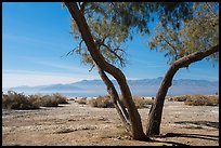 Desert trees and Salton Sea. California, USA ( color)