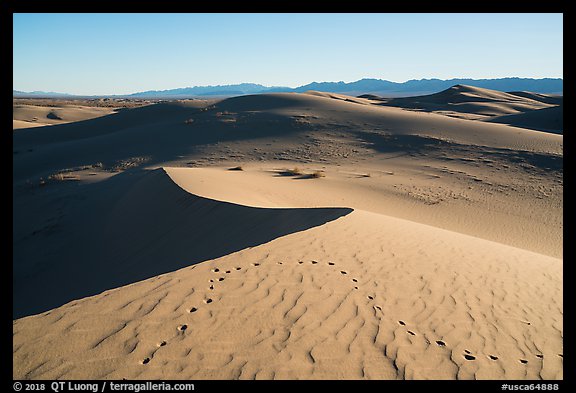 Animals tracks on golden dunes, Cadiz Dunes Wilderness. Mojave Trails National Monument, California, USA