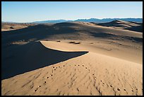 Animals tracks on golden dunes, Cadiz Dunes Wilderness. Mojave Trails National Monument, California, USA ( color)