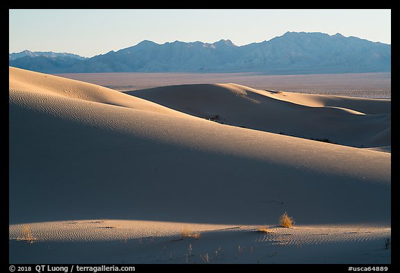 Bush and ridges, Cadiz Sand Dunes. Mojave Trails National Monument, California, USA (color)