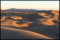 Dunes and mountains at sunset, Cadiz Dunes. Mojave Trails National Monument, California, USA ( color)