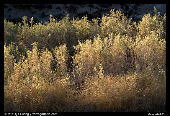 Backlit river vegetation, Afton Canyon. Mojave Trails National Monument, California, USA