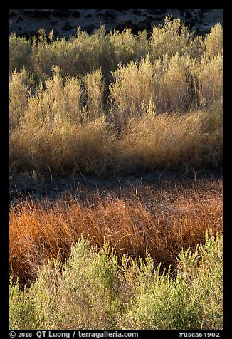 Willows along Mojave River, Afton Canyon. Mojave Trails National Monument, California, USA (color)