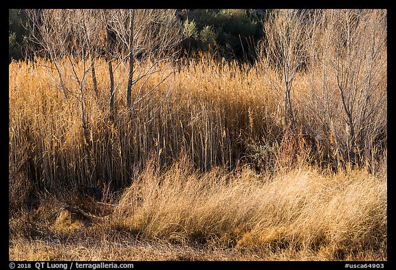 Willows in winter, Afton Canyon. Mojave Trails National Monument, California, USA (color)