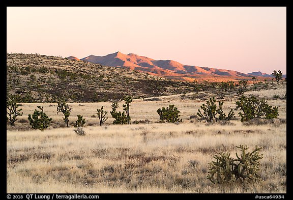 Desert grassland and New York Mountains at sunrise. Castle Mountains National Monument, California, USA