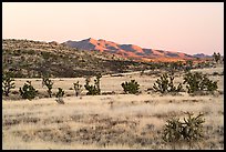 Desert grassland and New York Mountains at sunrise. Castle Mountains National Monument, California, USA ( color)