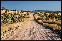 Main road. Castle Mountains National Monument, California, USA ( color)