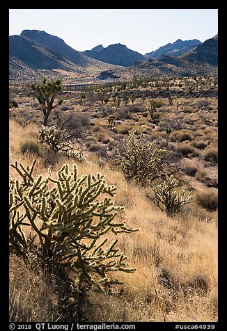 Cacti and Castle Mountains. Castle Mountains National Monument, California, USA