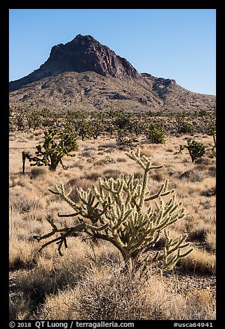 Cactus, Joshua Trees, grassland, and Hart Peak. Castle Mountains National Monument, California, USA (color)