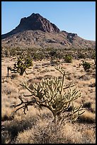 Cactus, Joshua Trees, grassland, and Hart Peak. Castle Mountains National Monument, California, USA ( color)