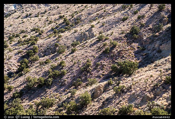 Slopes with juniper trees. Castle Mountains National Monument, California, USA (color)