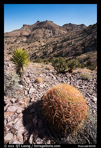 Barrel cactus, Yucca, Castle Mountains. Castle Mountains National Monument, California, USA