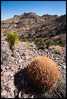 Barrel cactus, Yucca, Castle Mountains. Castle Mountains National Monument, California, USA ( color)