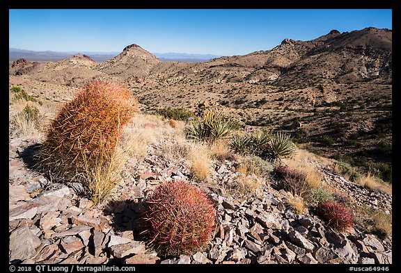 Desert plants, Castle Mountains. Castle Mountains National Monument, California, USA