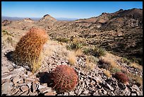 Desert plants, Castle Mountains. Castle Mountains National Monument, California, USA ( color)