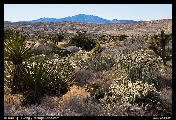 Desert plants and New York Mountains. Castle Mountains National Monument, California, USA (color)