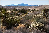 Desert plants and New York Mountains. Castle Mountains National Monument, California, USA ( color)