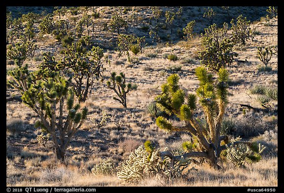 Joshua Trees and cacti. Castle Mountains National Monument, California, USA (color)